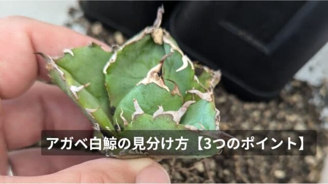 アガベ白鯨の本物の見分け方【3つのポイント】｜プルマドナ