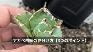 アガベ白鯨の本物の見分け方【3つのポイント】