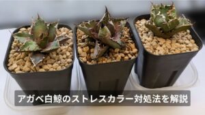 アガベ白鯨のストレスカラーがヤバい！赤みを取る対処法を解説！